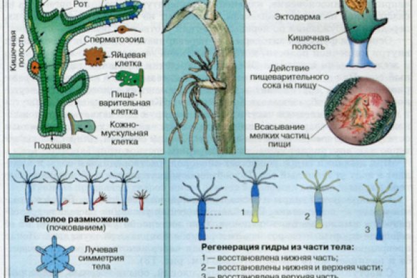 Кракен сайт вход официальный зеркало