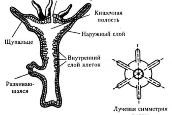 Kraken ltd