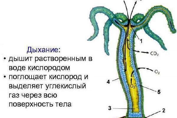 Kraken зеркала gigageek ru